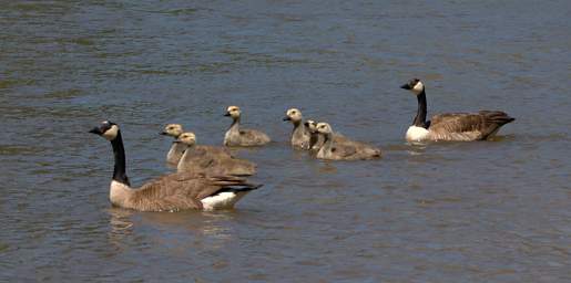 Canada Goose 0020