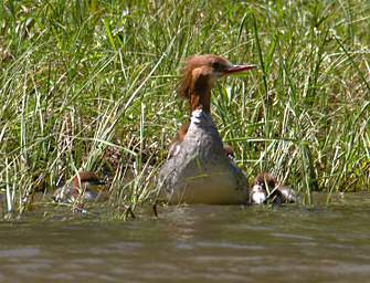 American Merganser 0003