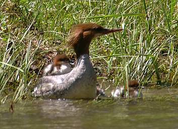 American Merganser 0003