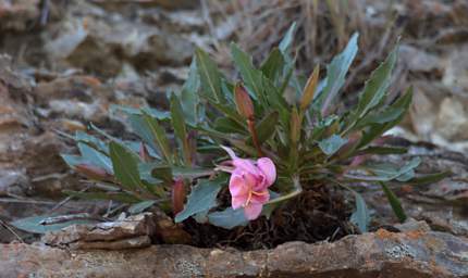 Tufted Evening Primrose Oenothera Cespitosa