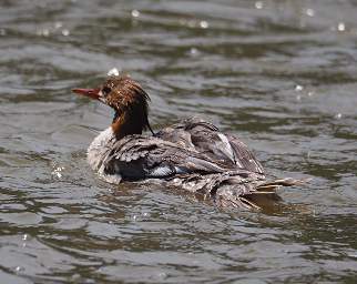 American Merganser 0004