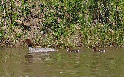 American Merganser WChicks 0005