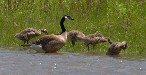 Canada Goose 0021