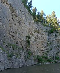 Tree On Cliff Side