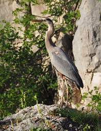 Great Blue Heron 0014