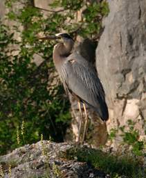 Great Blue Heron 0014