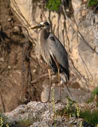 Great Blue Heron 0014