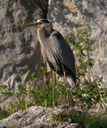 Great Blue Heron 0014