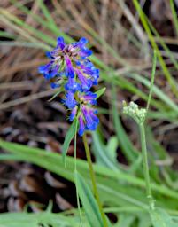 Penstemon