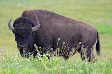 Bison