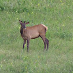 Elk