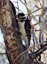 Bird Hairy Woodpecker