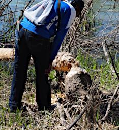 Tree Beaver