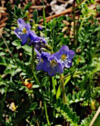 Flower Jacobs Ladder Polemonium Pulcherrimum