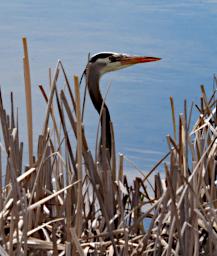 Bird Great Blue Heron