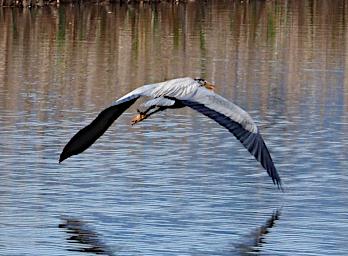 Bird Great Blue Heron