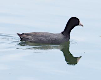 Bird American Coot