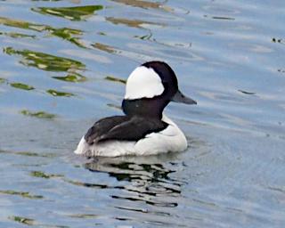 Bird Bufflehead