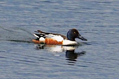 Bird Northern Shoveler