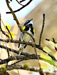 Bird Yellow Rumped Warbler Myrtle