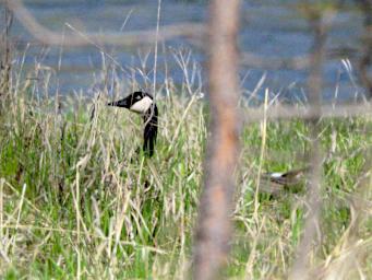 Bird Canada Goose