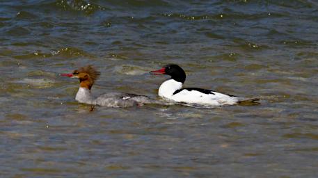 Bird Common Merganser