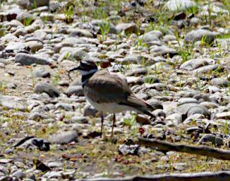 Bird Killdeer