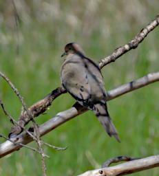 Bird Mourning Dove