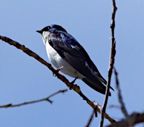 Bird Tree Swallow