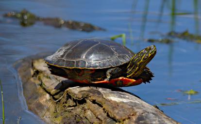 Painted Turtle