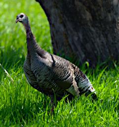 Bird Wild Turkey