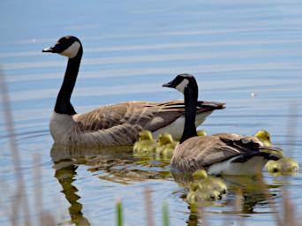 Bird Canada Goose