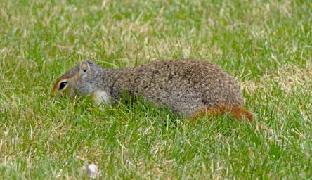 Columbian Ground Squirrel