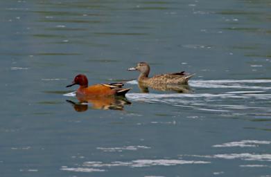 Bird Cinnamon Teal