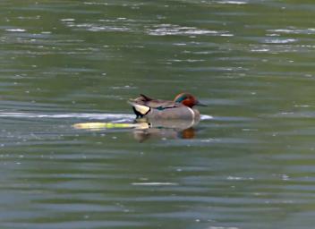 Bird Green Winged Teal