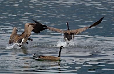 Bird Canada Goose