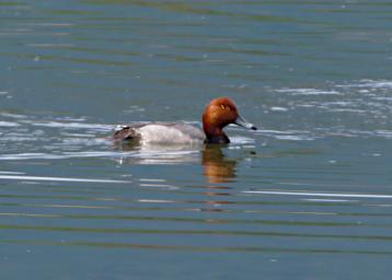 Bird Redhead