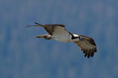 Bird Osprey