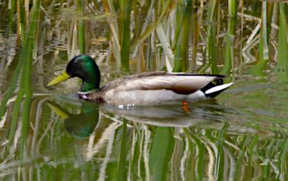 Bird Mallard