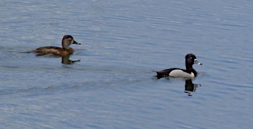 Bird Ring Necked Duck