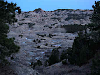 20210407 Makoshika Camp Pine On Rock