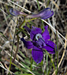 Flower Larkspur