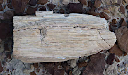 Petrified Wood