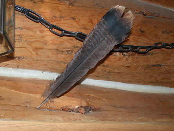 TurkeyFeather_Aug2003_1_medium.jpg