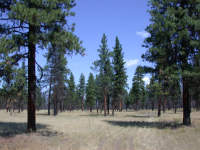 Old Growth Pine Forest