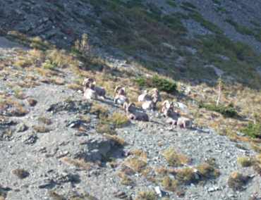 Mountain Sheep