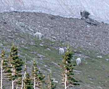 Mountain Goats