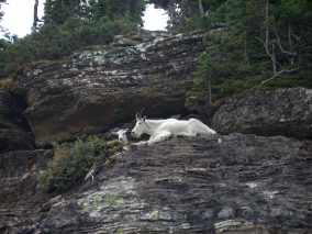 Mountain Goat and Kid