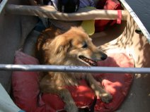 Indy in Canoe