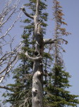 Birdhouse Tree